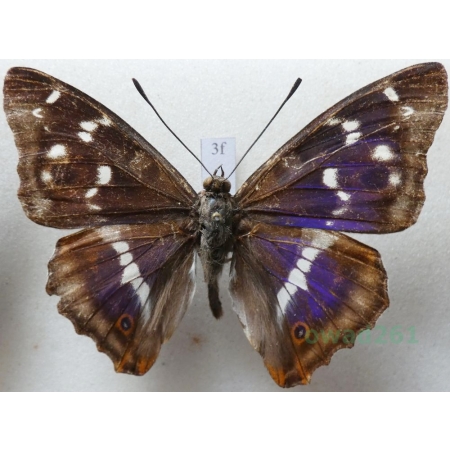 Apatura iris (Linnaeus, 1758) male Mieniak tęczowiec Czech3f